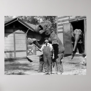 Póster Truco elegante del elefante, los años 10