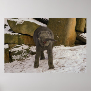 Póster Trump A Un Elefante Bebé En La Nieve