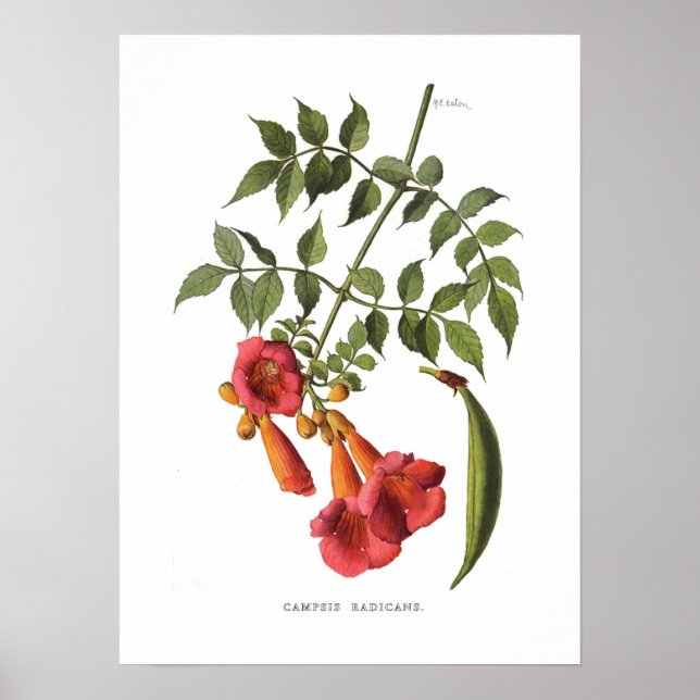 Póster Trumpet Vine (Frente)