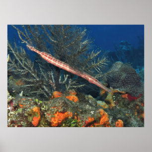 Póster Trumpete en Cozumel
