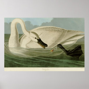 Póster Trumpeter cisne antiguo plato de litho Audubon