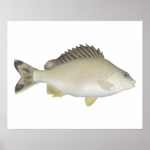 Póster Trumpeter de cola amarilla