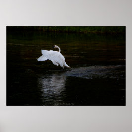 Póster Trumpeter Swan
