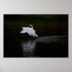 Póster Trumpeter Swan