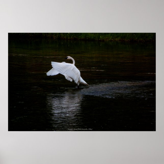 Póster Trumpeter Swan (Frente)