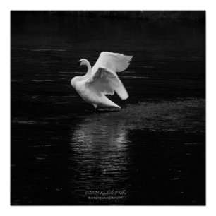 Póster Trumpeter Swan b/w