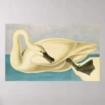 Trumpeter Swan de John James Audubon, ave vintage