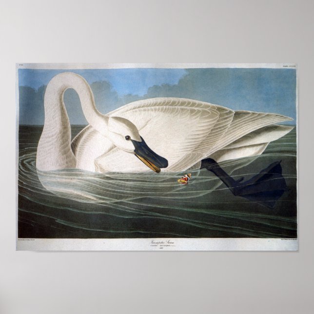 Póster Trumpeter Swan, John James Audubon (Frente)