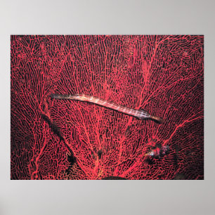 Póster Trumpetfish and Giant Fan Coral