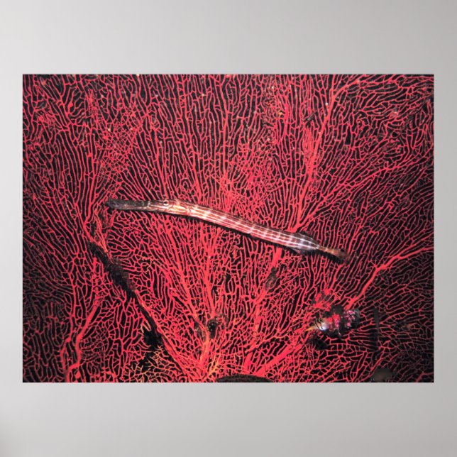 Póster Trumpetfish and Giant Fan Coral (Frente)