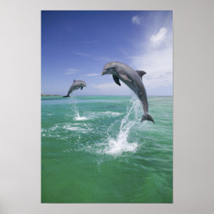 Póster Truncatus) del Tursiops de los delfínes de