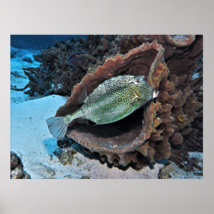 Póster Trunkfish