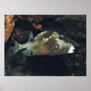 Póster Trunkfish localizado