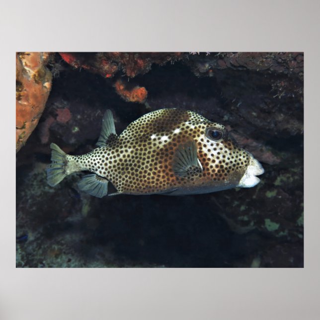 Póster Trunkfish localizado (Frente)