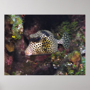Póster Trunkfish localizado