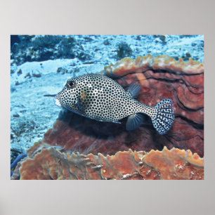 Póster Trunkfish localizado en el Coral
