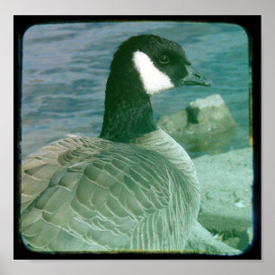 Póster TTV de Canadá de Goose