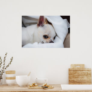 Póster Tu mascota perro cachorro foto personalizada chihu