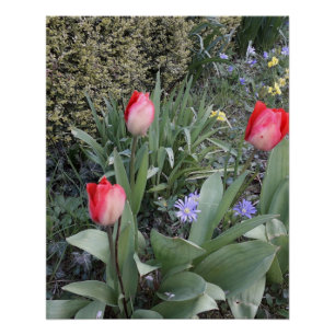 Póster Tuercas del jardín rojo