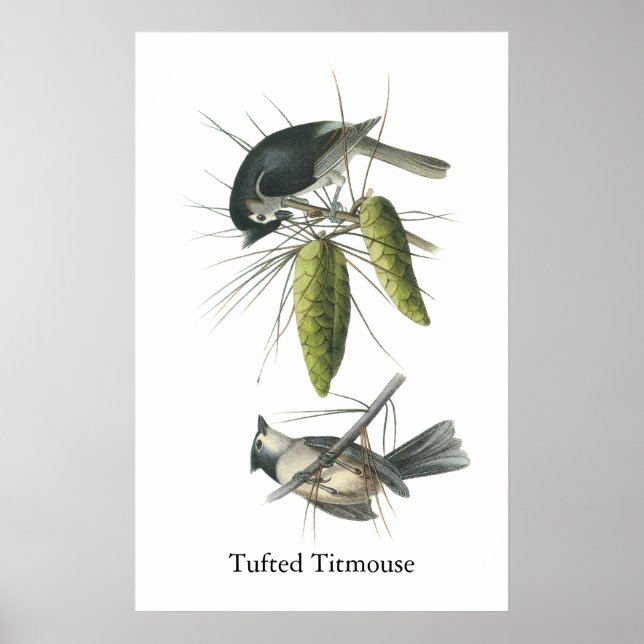 Póster Tufted Titmouse, John Audubon (Frente)