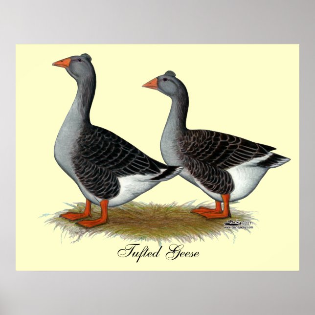 Póster Tufted Toulouse Geese (Frente)
