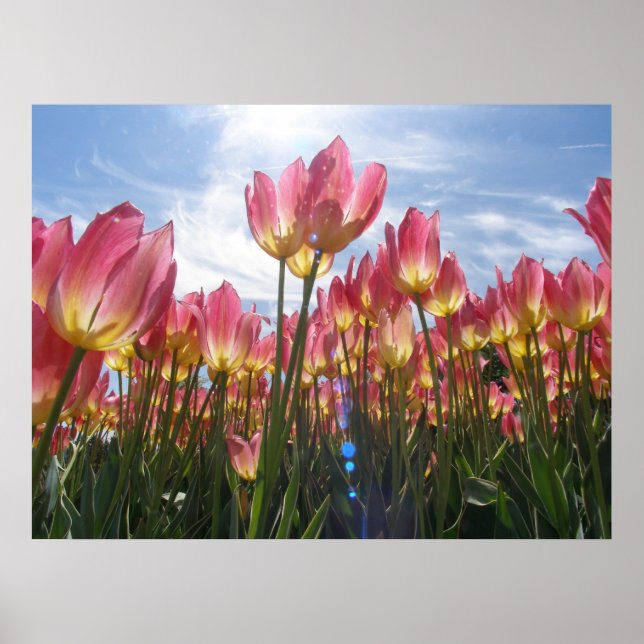 Póster Tuilp Garden (Frente)