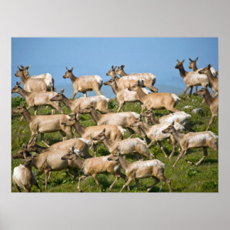 Póster Tule Elk| Point Reyes National Seashore, CA