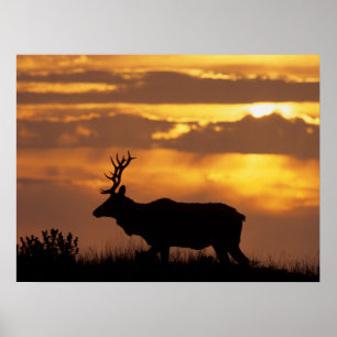 Póster Tule Elk   Zona marítima nacional de Point Reyes