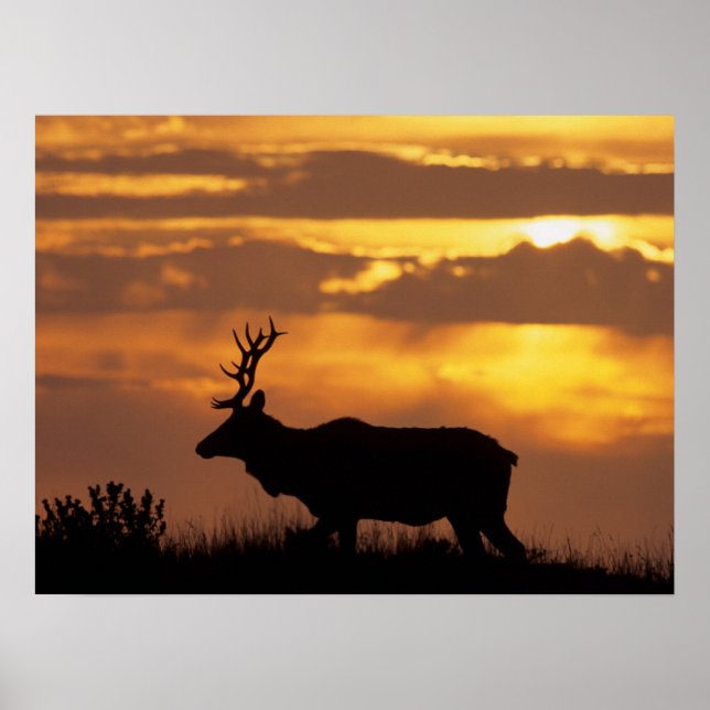 Póster Tule Elk | Zona marítima nacional de Point Reyes (Frente)