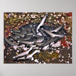 Póster Tules de tiburón