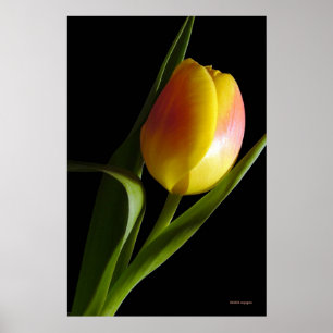 Póster Tulip
