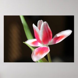 Póster Tulip
