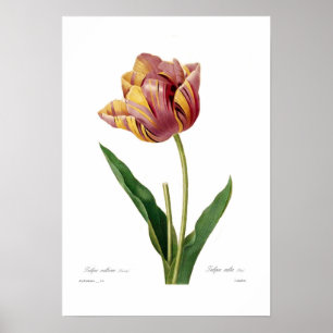 Póster Tulip