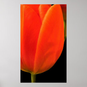 Póster Tulip