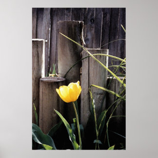 Póster Tulip amarillo