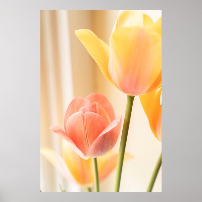 PÓSTER TULIP AMARILLO Y ROJO EN BLOOM CERRAR FOTO (Frente)