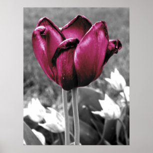 Póster Tulip Art