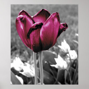 Póster Tulip Art