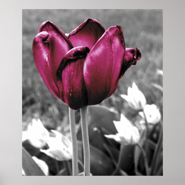 Póster Tulip Art (Frente)