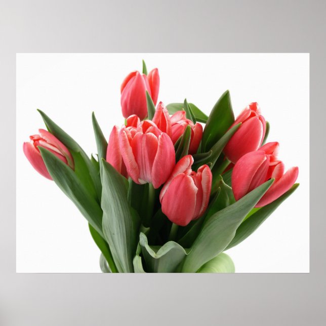 Póster Tulip Bouquet (Frente)