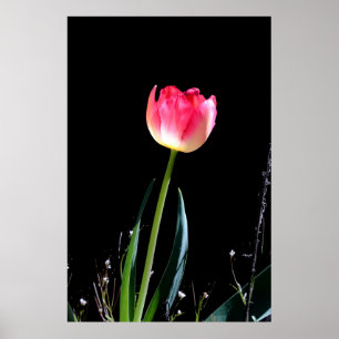 Póster Tulip de primavera