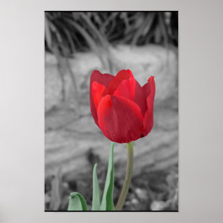 Póster Tulip de primavera