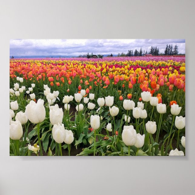 Póster Tulip Farm (Frente)