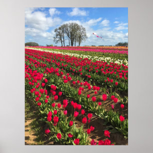 Póster Tulip Field con cometa, Oregón