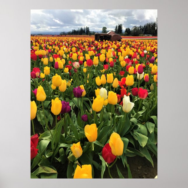 Póster Tulip Field con un viejo tractor, Oregón (Frente)