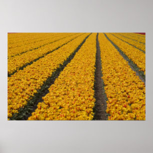 Póster Tulip field, Países Bajos