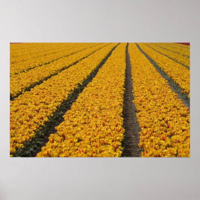 Póster Tulip field, Países Bajos (Frente)