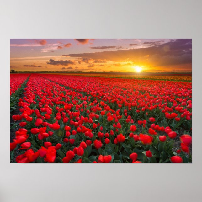 Póster Tulip Fields at Sunset in the Netherlands (Frente)