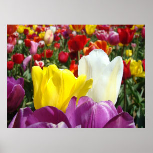 Póster Tulip Flowers Bella Artes imprime Tulips Festival