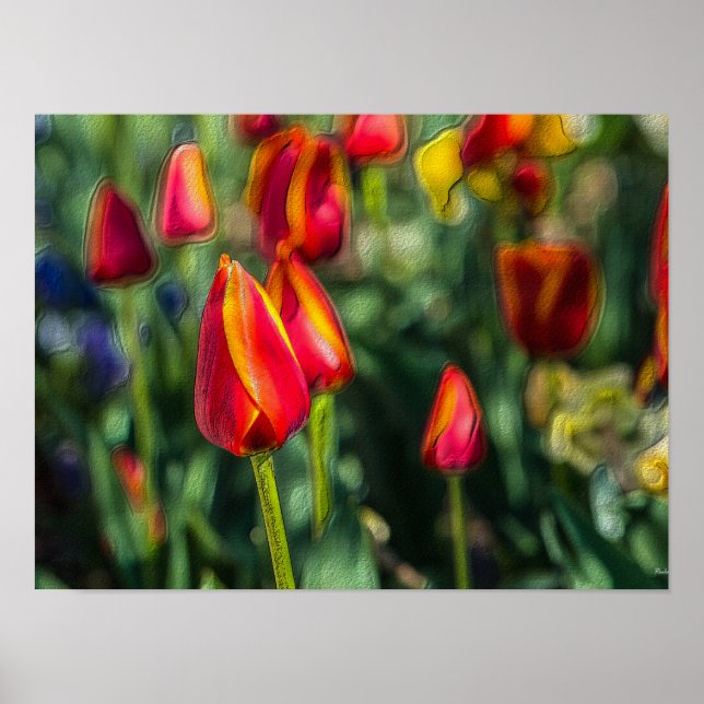 Póster Tulip Garden Textured (Frente)